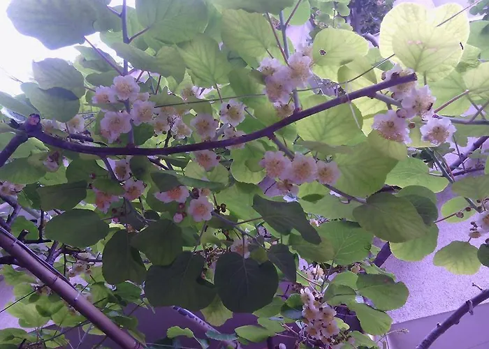 Family Andreev Хотел 2*